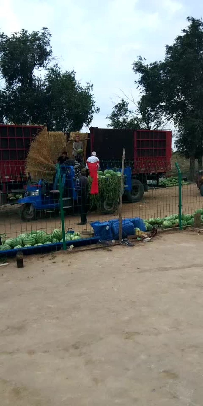 金花，