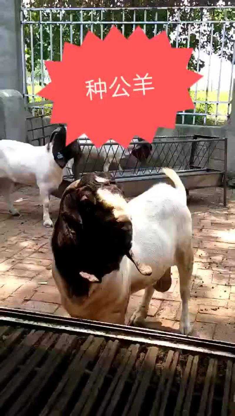 波尔山羊，抗病能力强，长势快，多胎多糕，繁殖率高