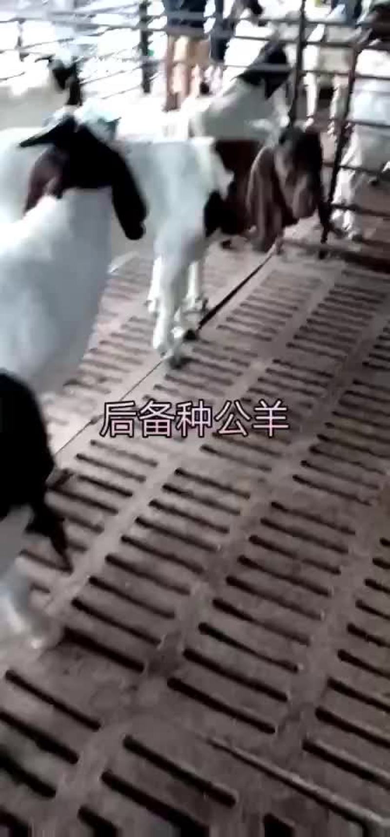 波尔山羊，抗病能力强，长势快，多胎多糕，繁殖率高