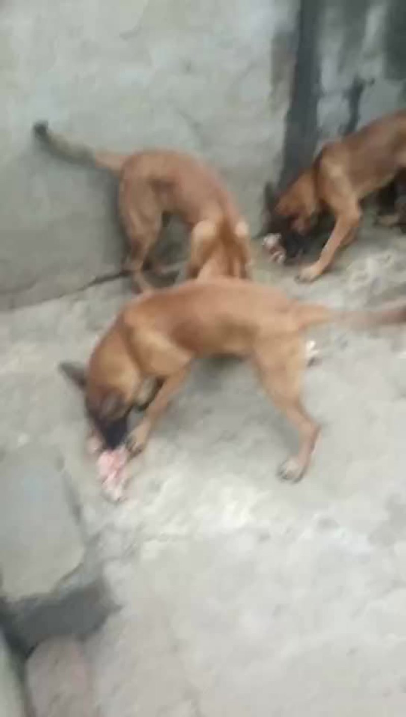 红马犬，黄马犬幼犬，精品护卫马犬一只也可以发货