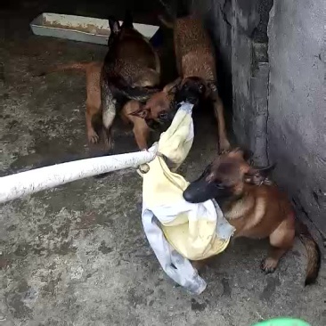 红马犬，黄马犬幼犬，精品护卫马犬一只也可以发货