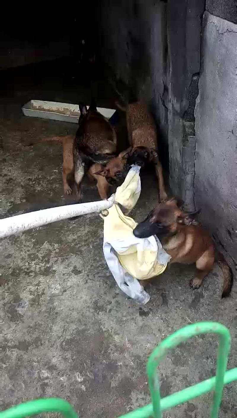 红马犬，黄马犬幼犬，精品护卫马犬一只也可以发货