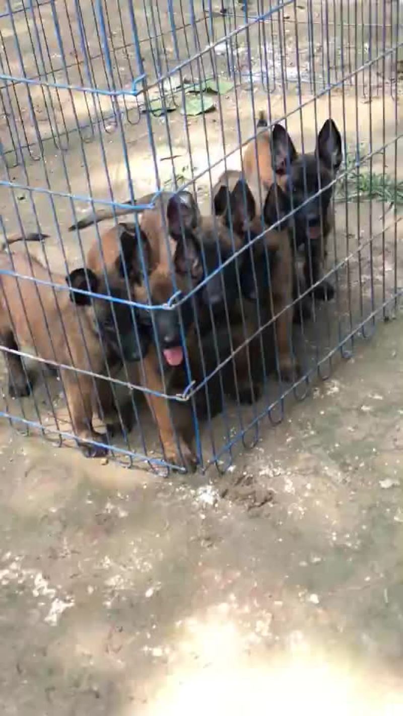红马犬，黄马犬幼犬，精品护卫马犬一只也可以发货