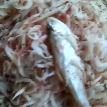 渤海湾特产虾皮