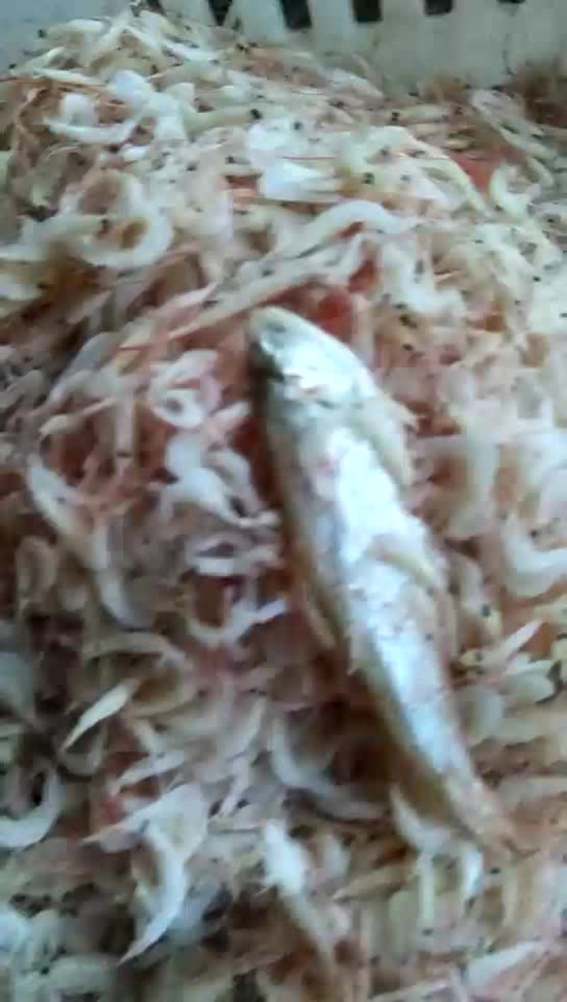 渤海湾特产虾皮