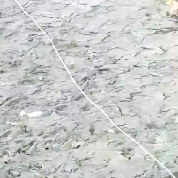 草鱼鲤鱼