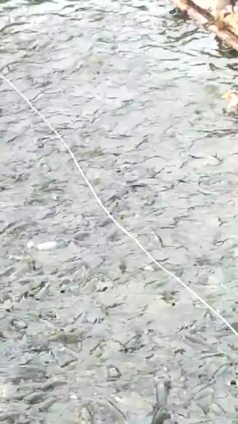 草鱼鲤鱼