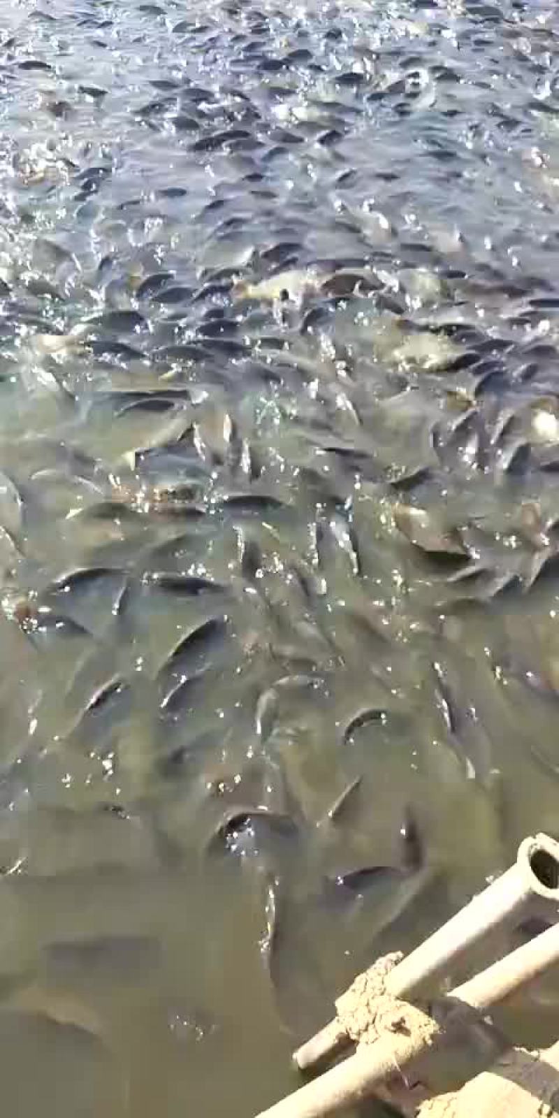 专供钓场，天津一手货源