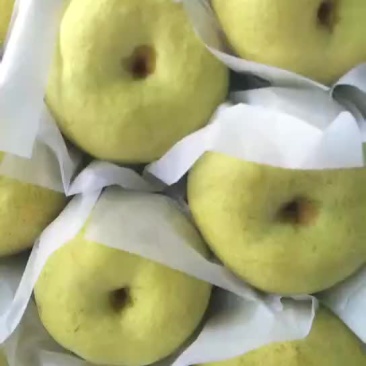 又脆又甜的酥梨