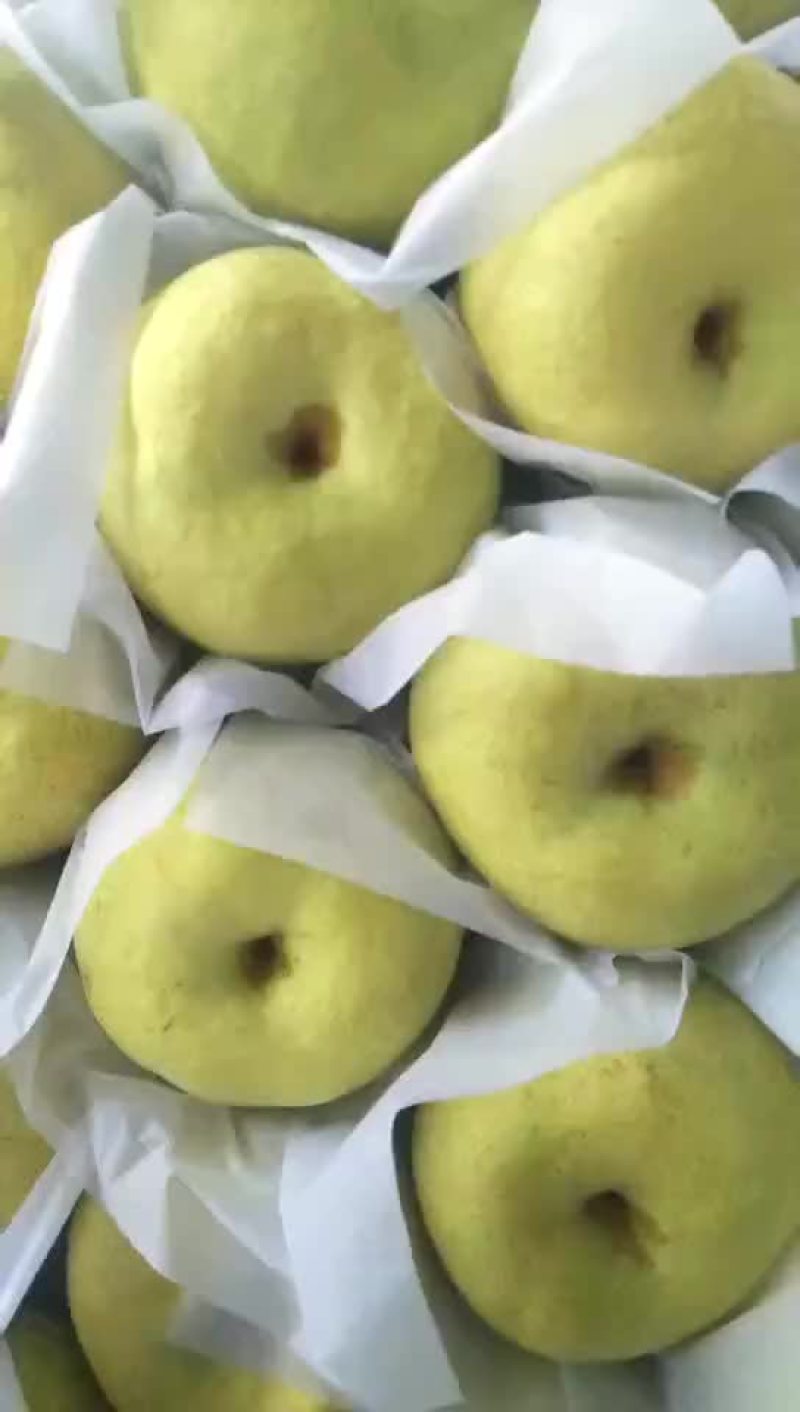 又脆又甜的酥梨