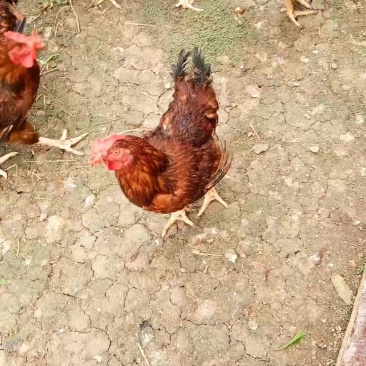 果园走地鸡
