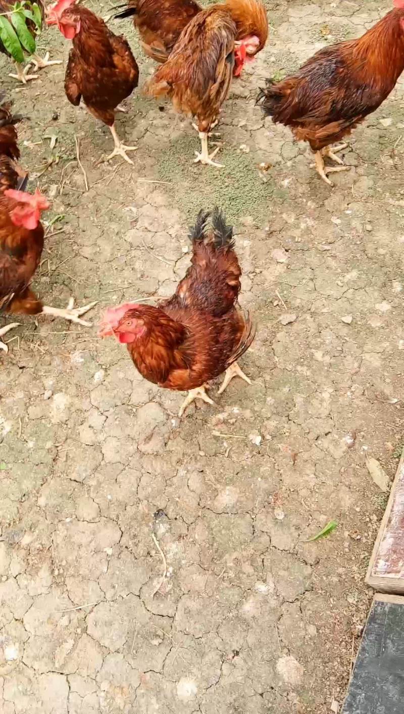 果园走地鸡