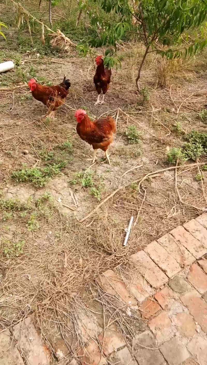 果园走地鸡