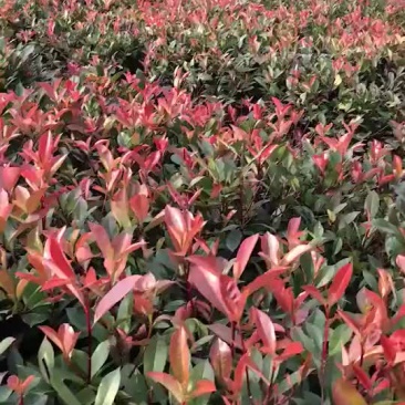 大量出售红叶石楠杯苗要的抓紧预订