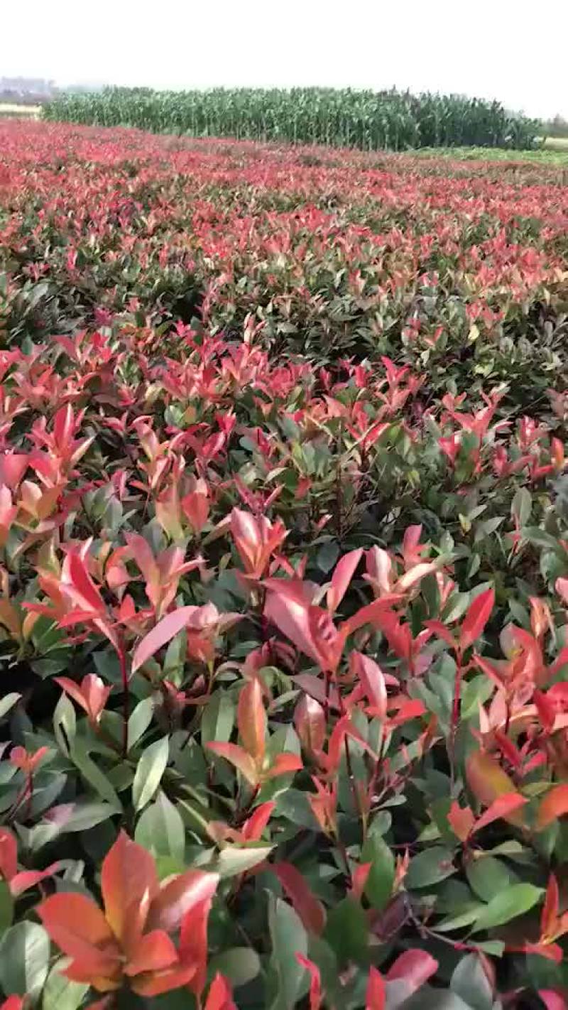 大量出售红叶石楠杯苗要的抓紧预订