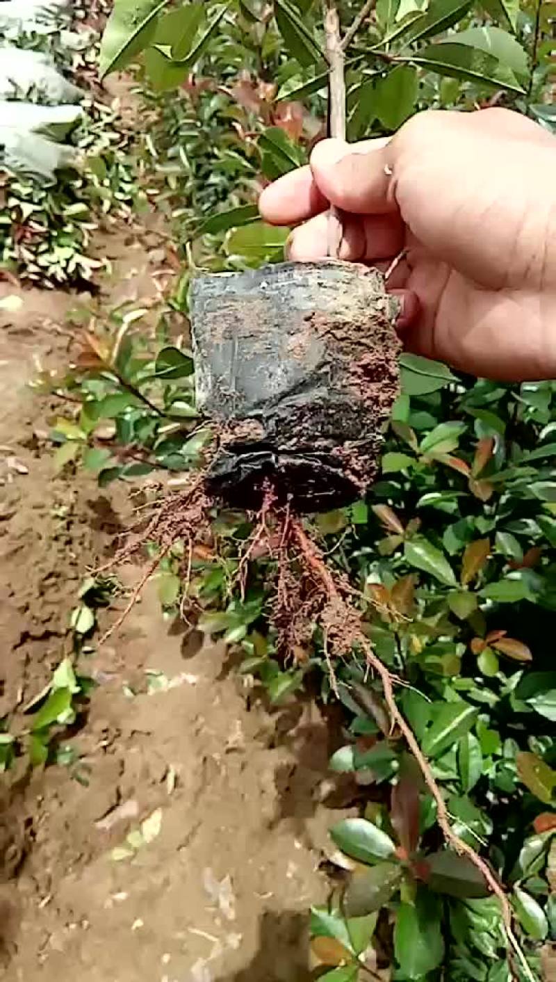 大量出售红叶石楠杯苗要的抓紧预订
