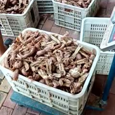 琵琶虾冰鲜虾