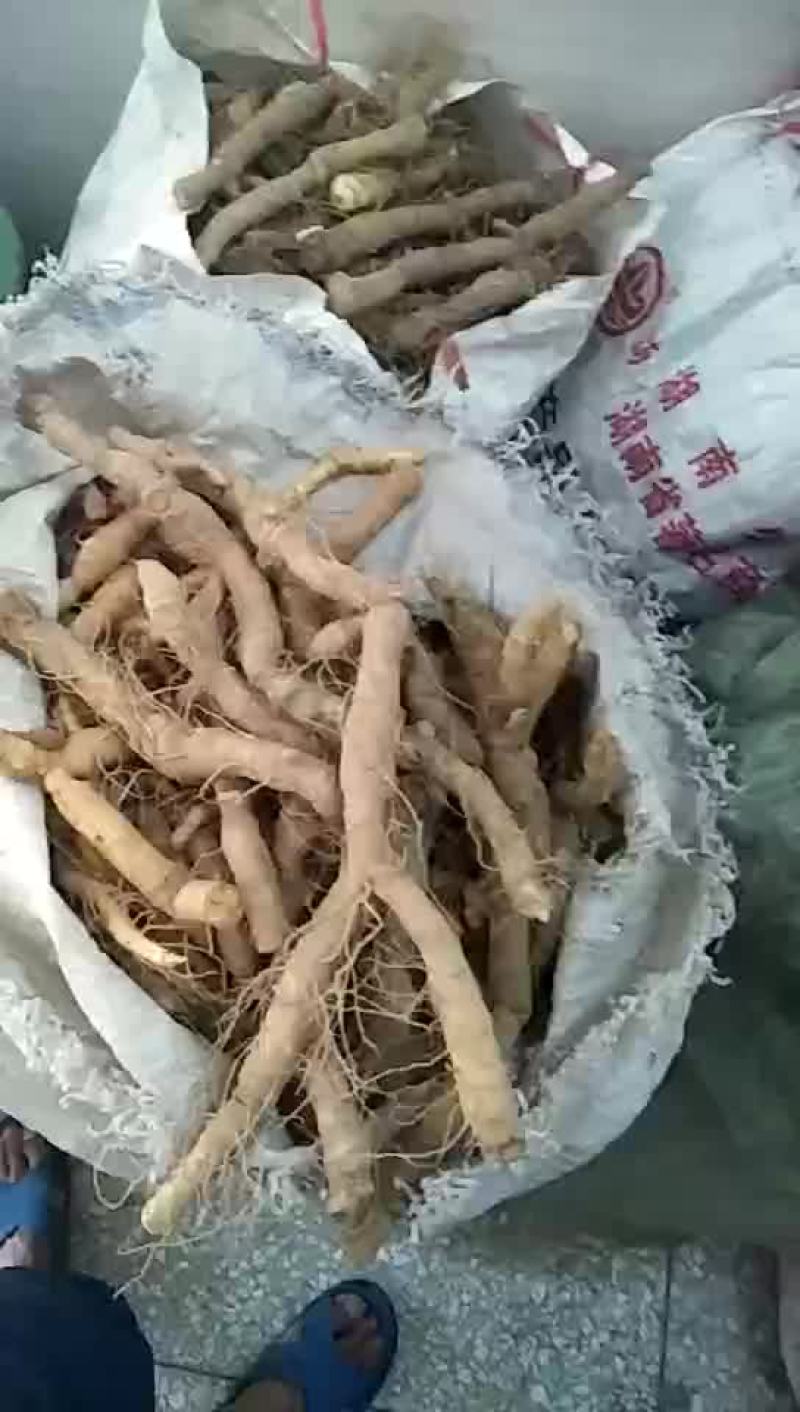 玉竹欢迎各位前来订购