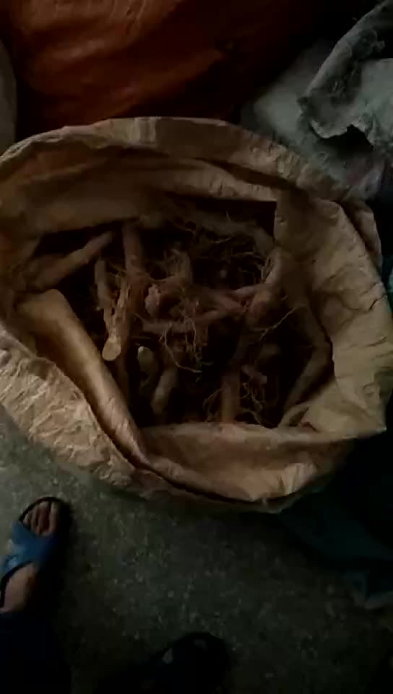 玉竹欢迎各位前来订购
