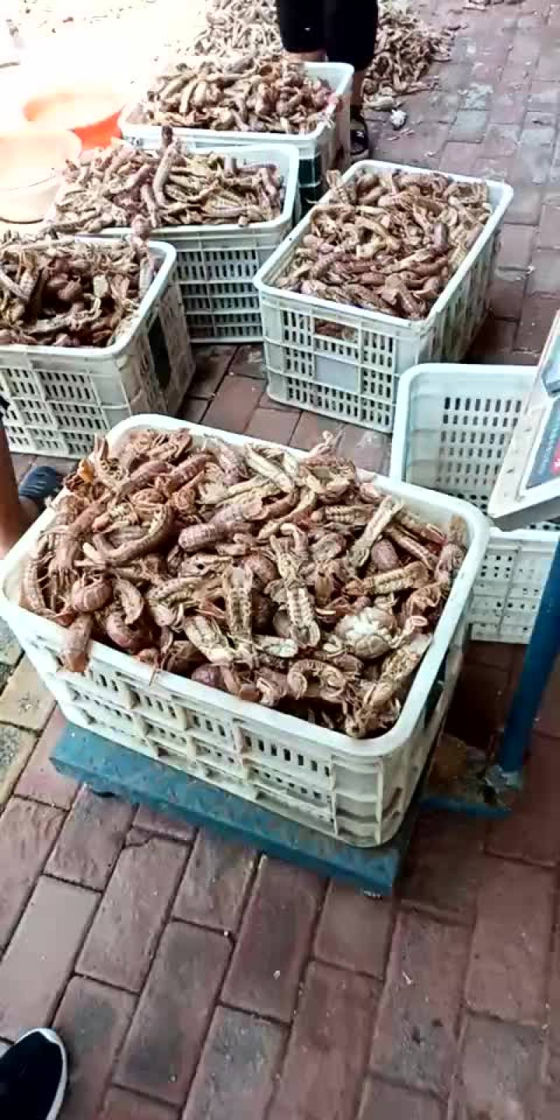 一级，皮皮虾，通货