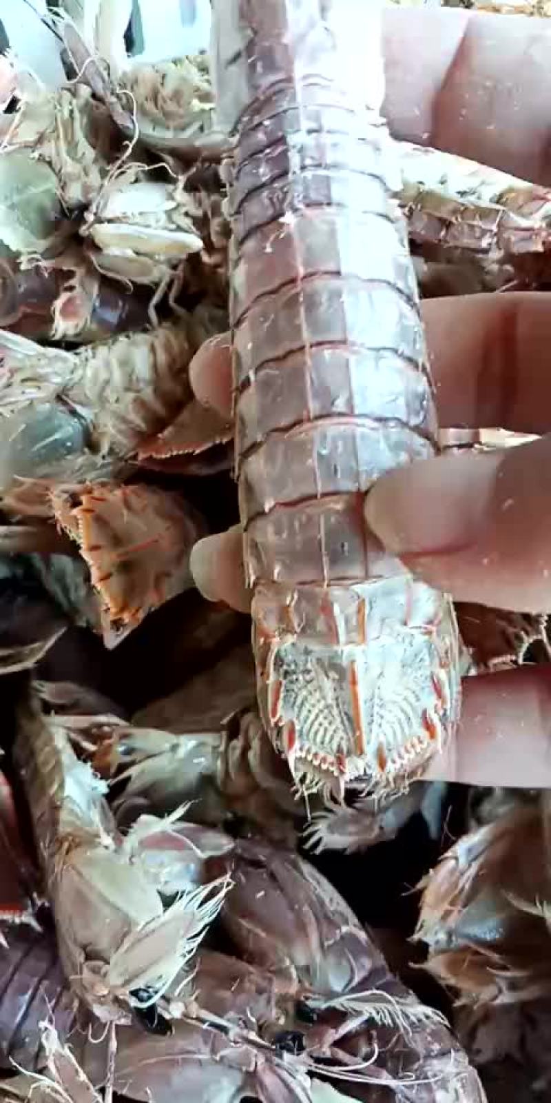 一级，皮皮虾，通货