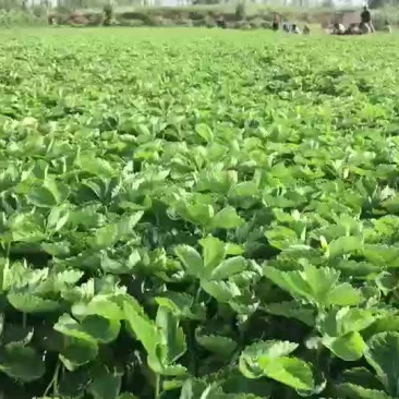 草莓苗基地直销甜宝甜查理草莓苗