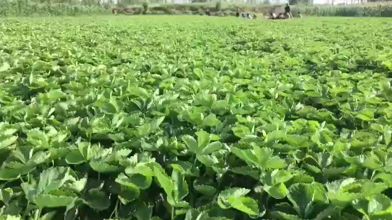 草莓苗基地直销甜宝甜查理草莓苗