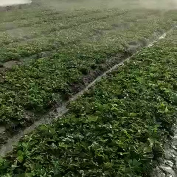 草莓苗批发加冰保湿邮寄成活率
