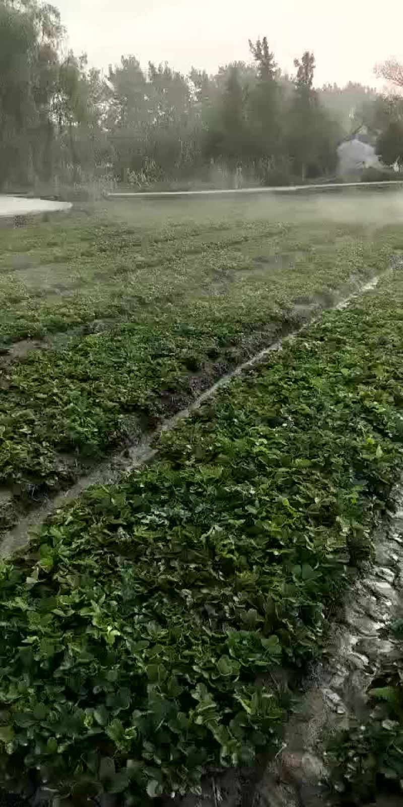 草莓苗批发加冰保湿邮寄成活率