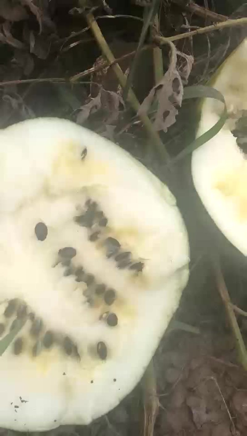 打瓜