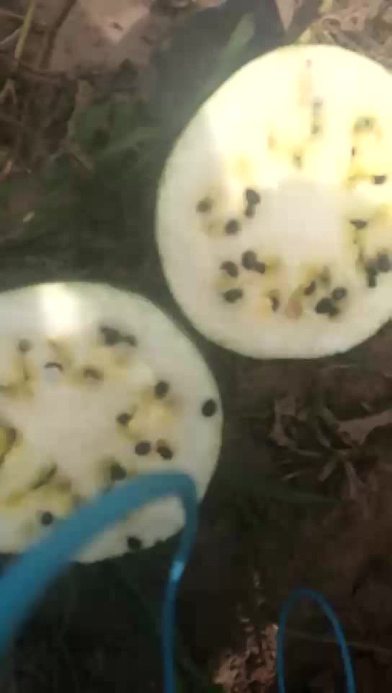 打瓜