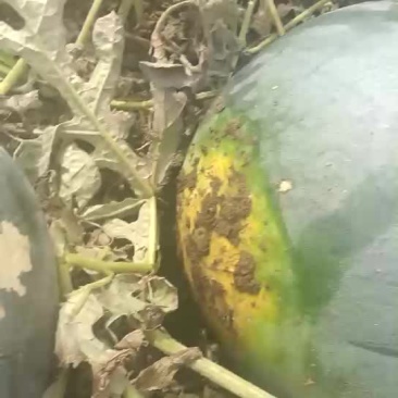 打瓜