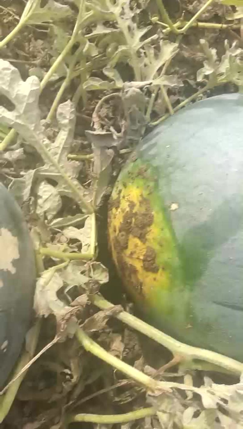 打瓜