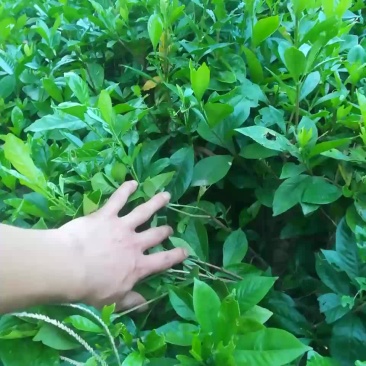 大叶栀子花苗枝子花庭院绿化