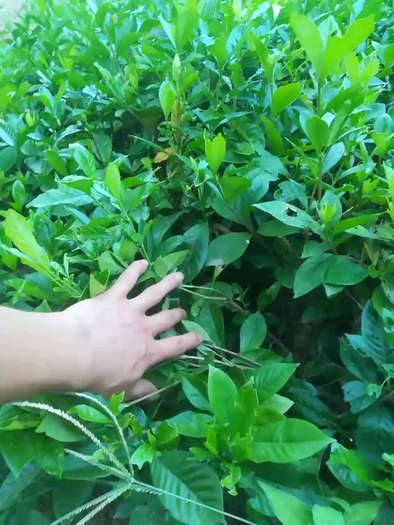 大叶栀子花苗枝子花庭院绿化
