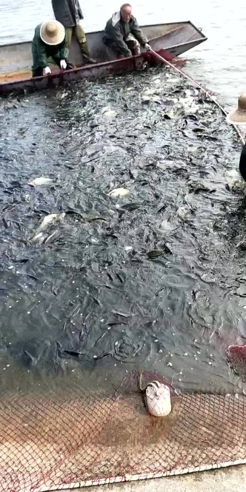 黄金鲫1斤左右