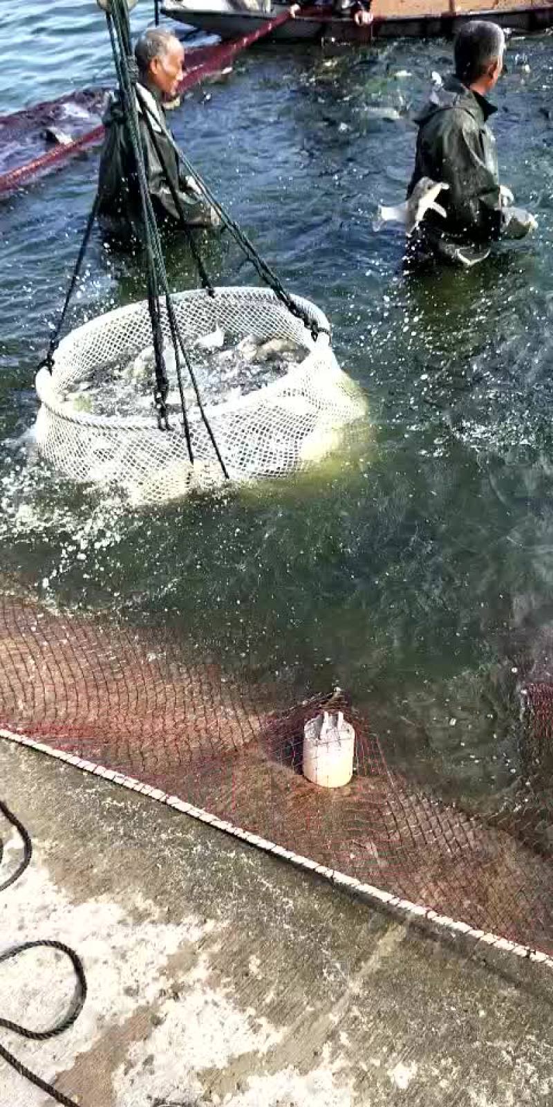 黄金鲫1斤左右