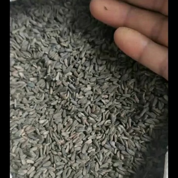 庆阳牛子基子干净饱满