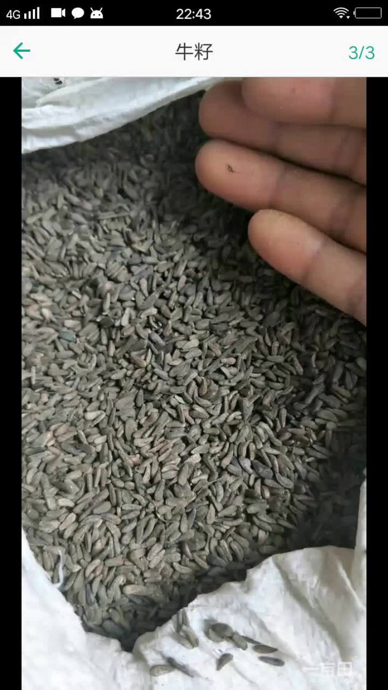 庆阳牛子基子干净饱满