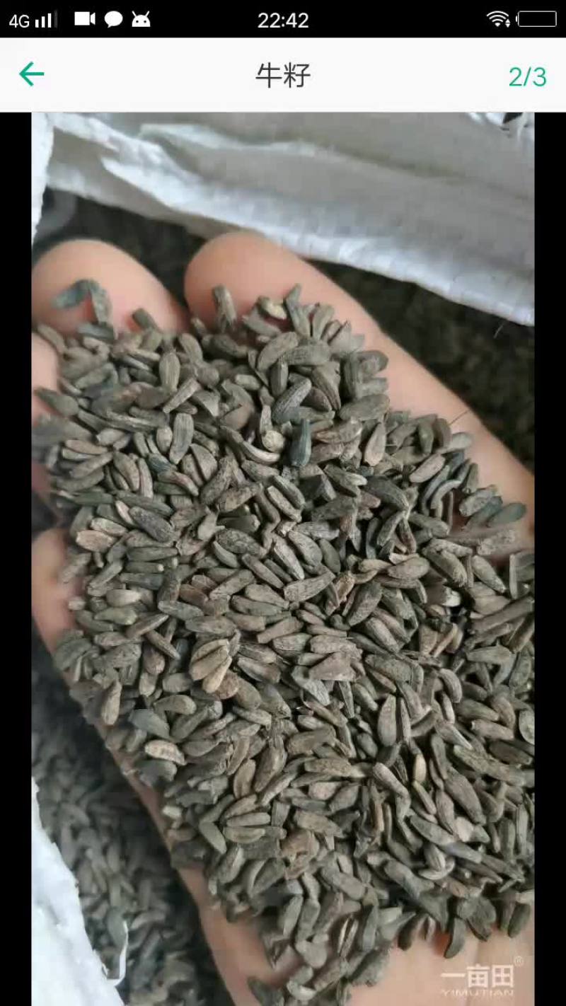 庆阳牛子基子干净饱满
