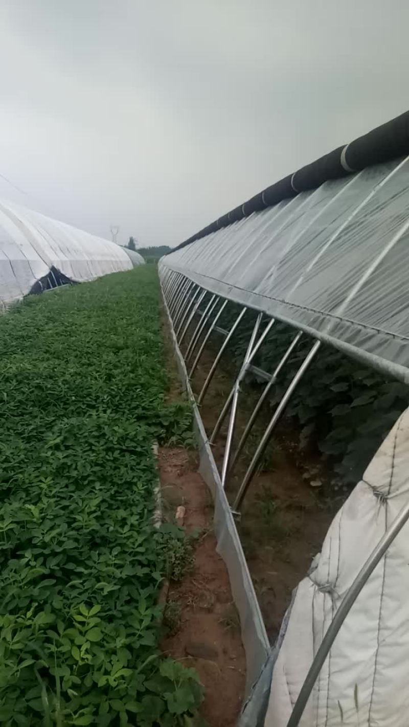 冬暖蔬菜大棚，高温大棚，普通大棚，大棚