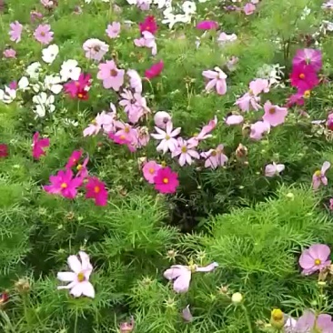 波斯菊种子量大价格优惠
