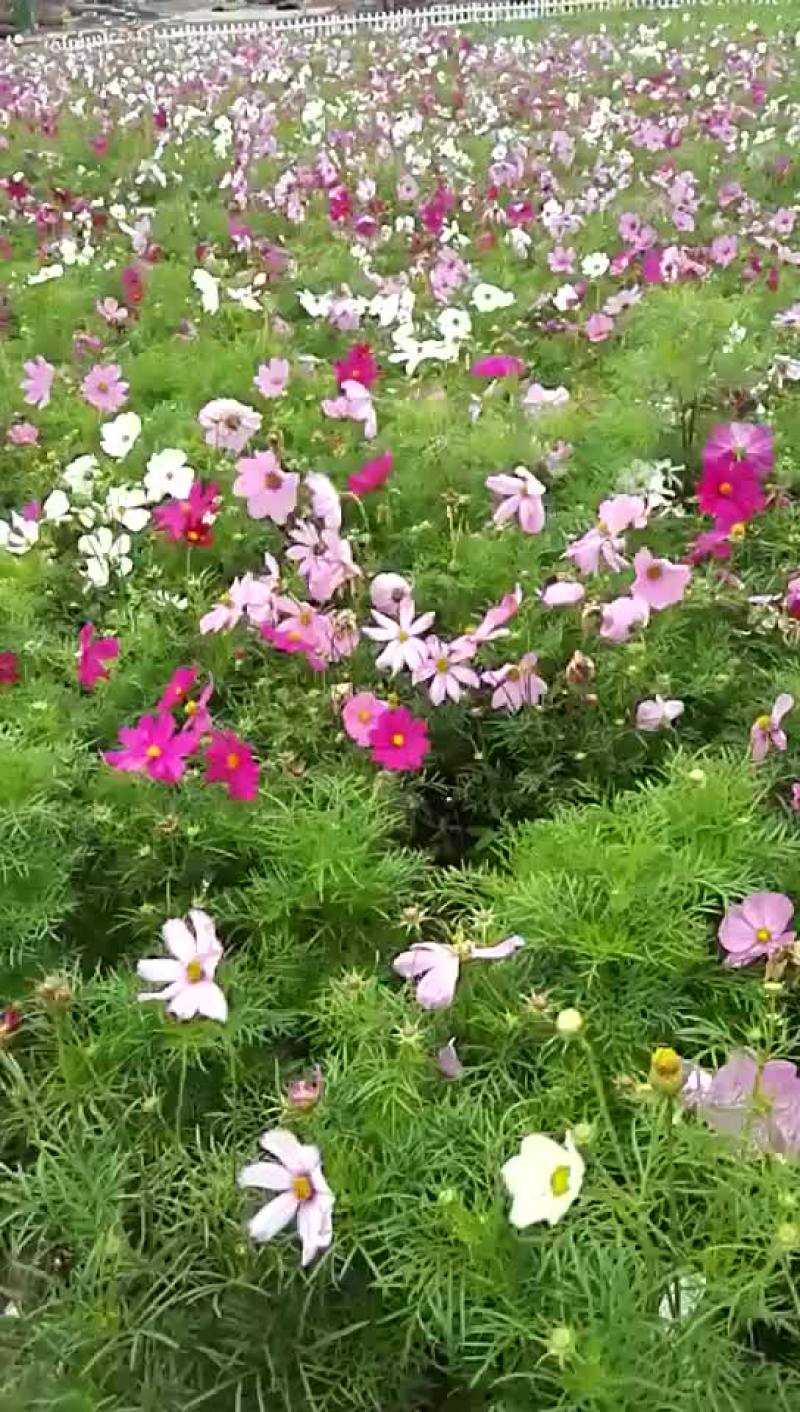 波斯菊种子量大价格优惠