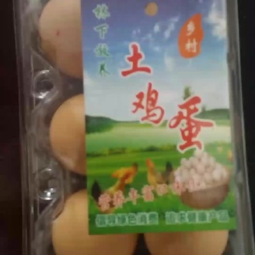 林下放养土鸡蛋。生态土鸡蛋