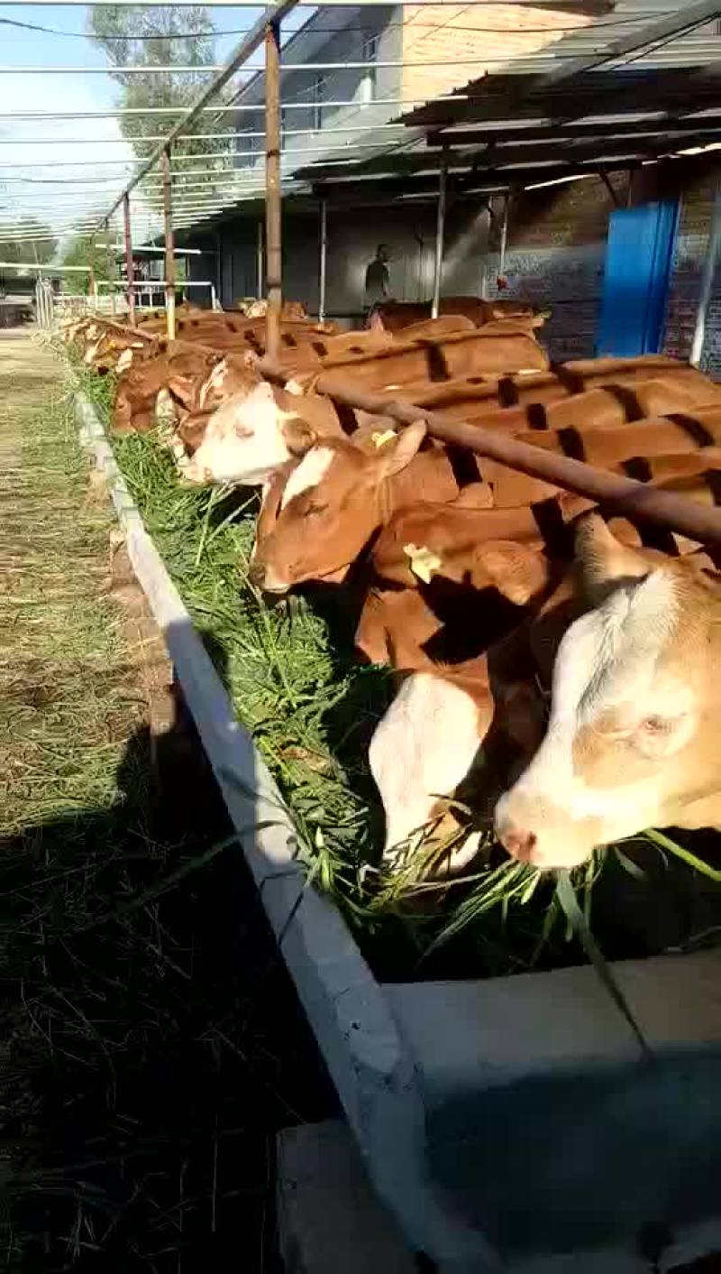 牛
