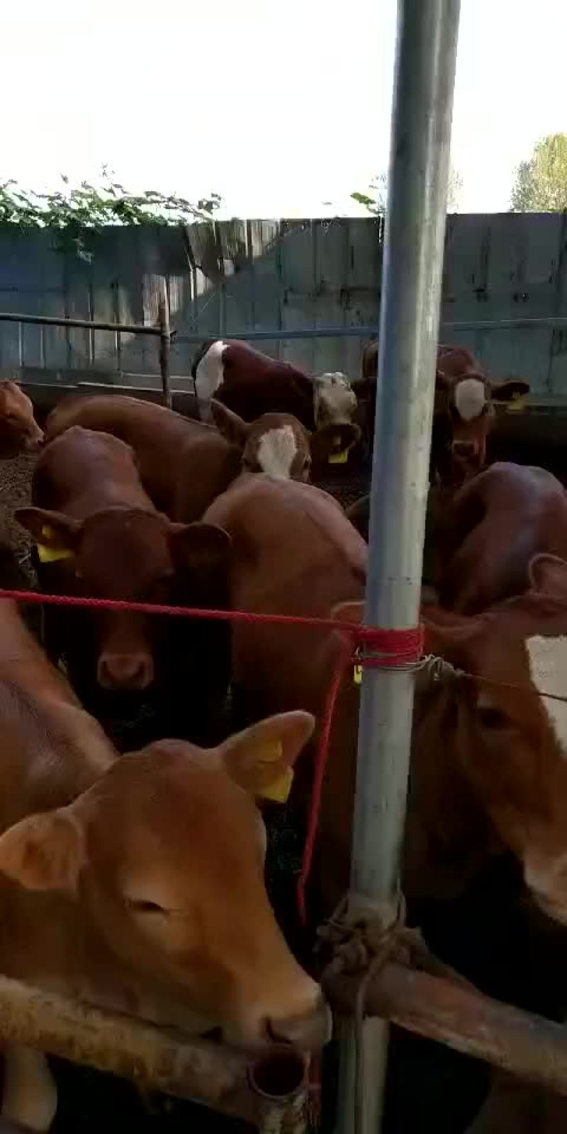 牛