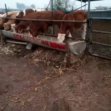 牛