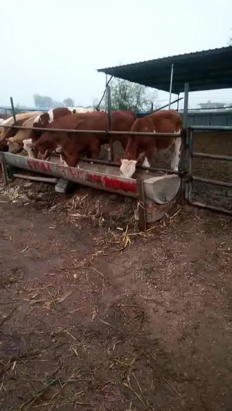 牛
