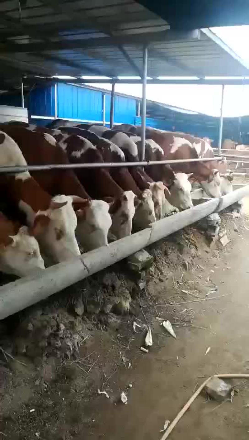 牛