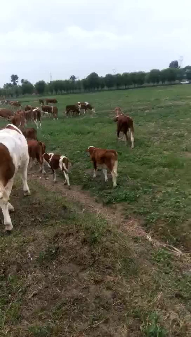 牛